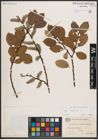 Foto von Salix caprea L.